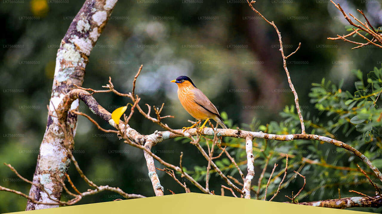 Vogelsafari in het Udawalawe National Park vanaf Mount Lavinia