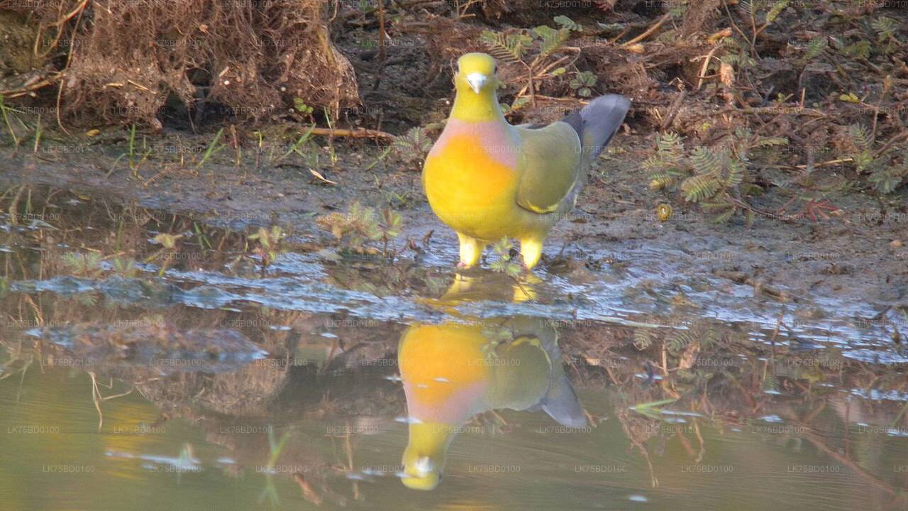 Birdwatching Safari from Bundala National Park