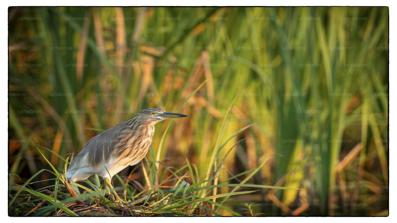 Birdwatching Safari from Bundala National Park