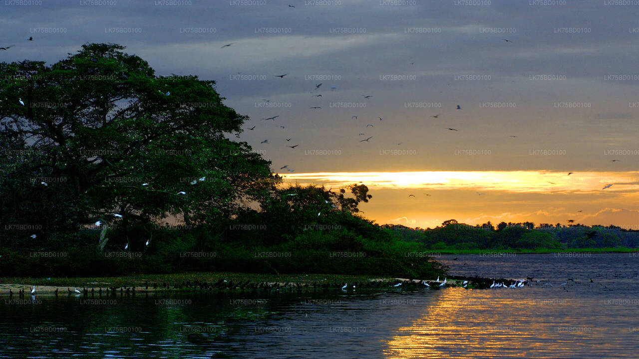 Birdwatching Safari from Bundala National Park