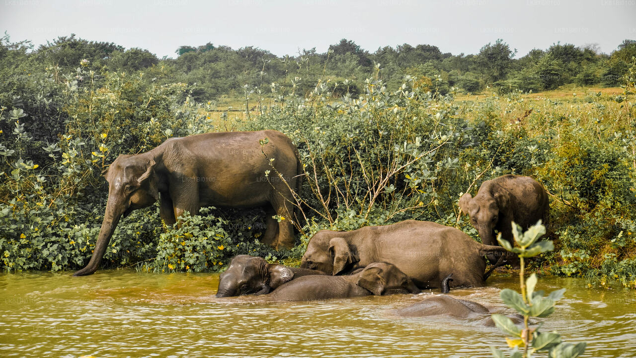 Safari in het nationale park Udawalawe vanuit de haven van Hambantota