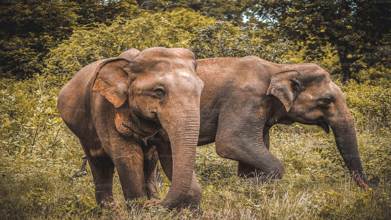 Safari in het nationale park Udawalawe vanuit de haven van Hambantota