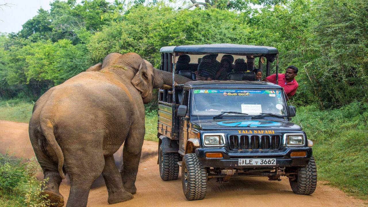 Safari in het nationale park Yala vanuit de haven van Hambantota