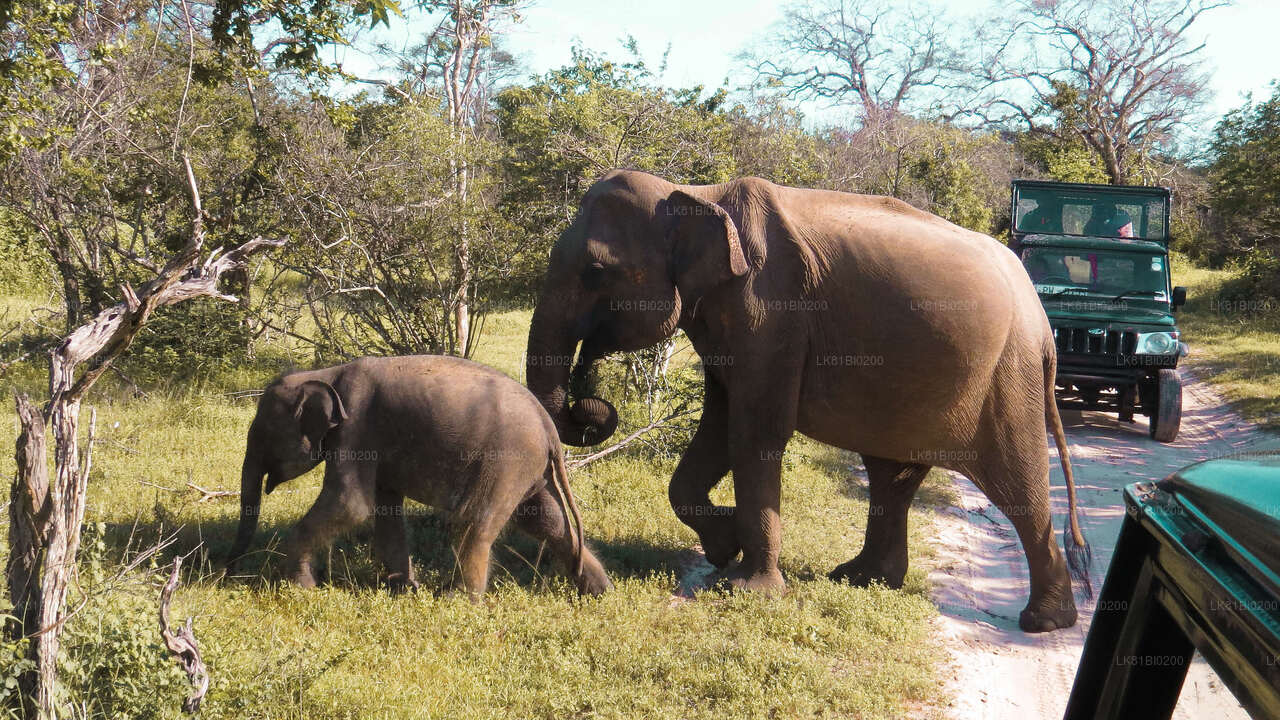 Safari in het nationale park Yala vanuit de haven van Hambantota