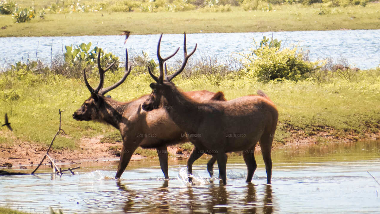 Safari in het nationale park Yala vanuit de haven van Hambantota