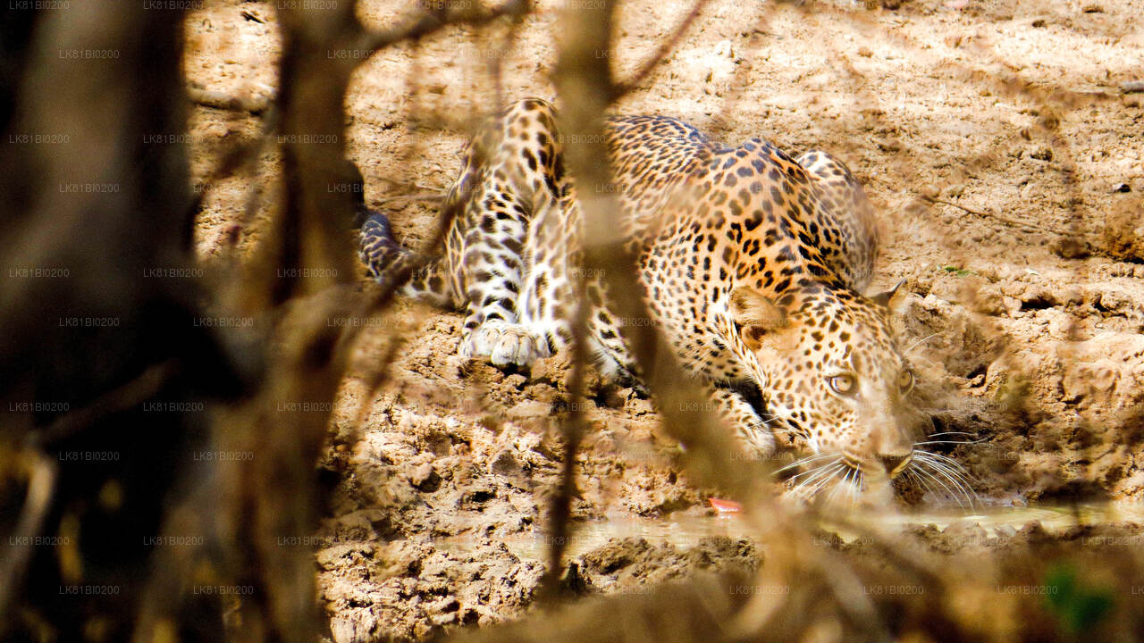 Safari in het nationale park Yala vanuit de haven van Hambantota