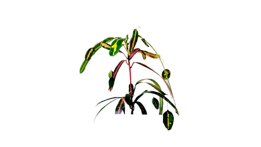 Lakpura Victoria Gold Bell Croton (50 blaadjes)