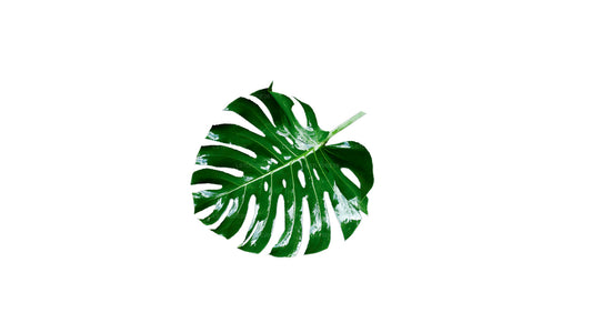 Lakpura Monstera Deliciosa (20 Leaves) Medium