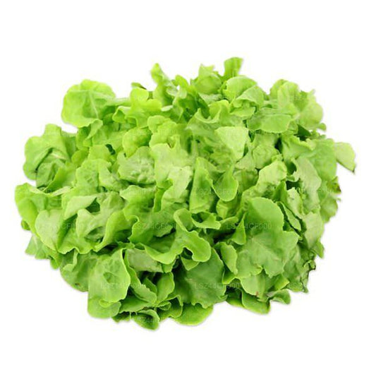 Batavia Lettuce (100g)